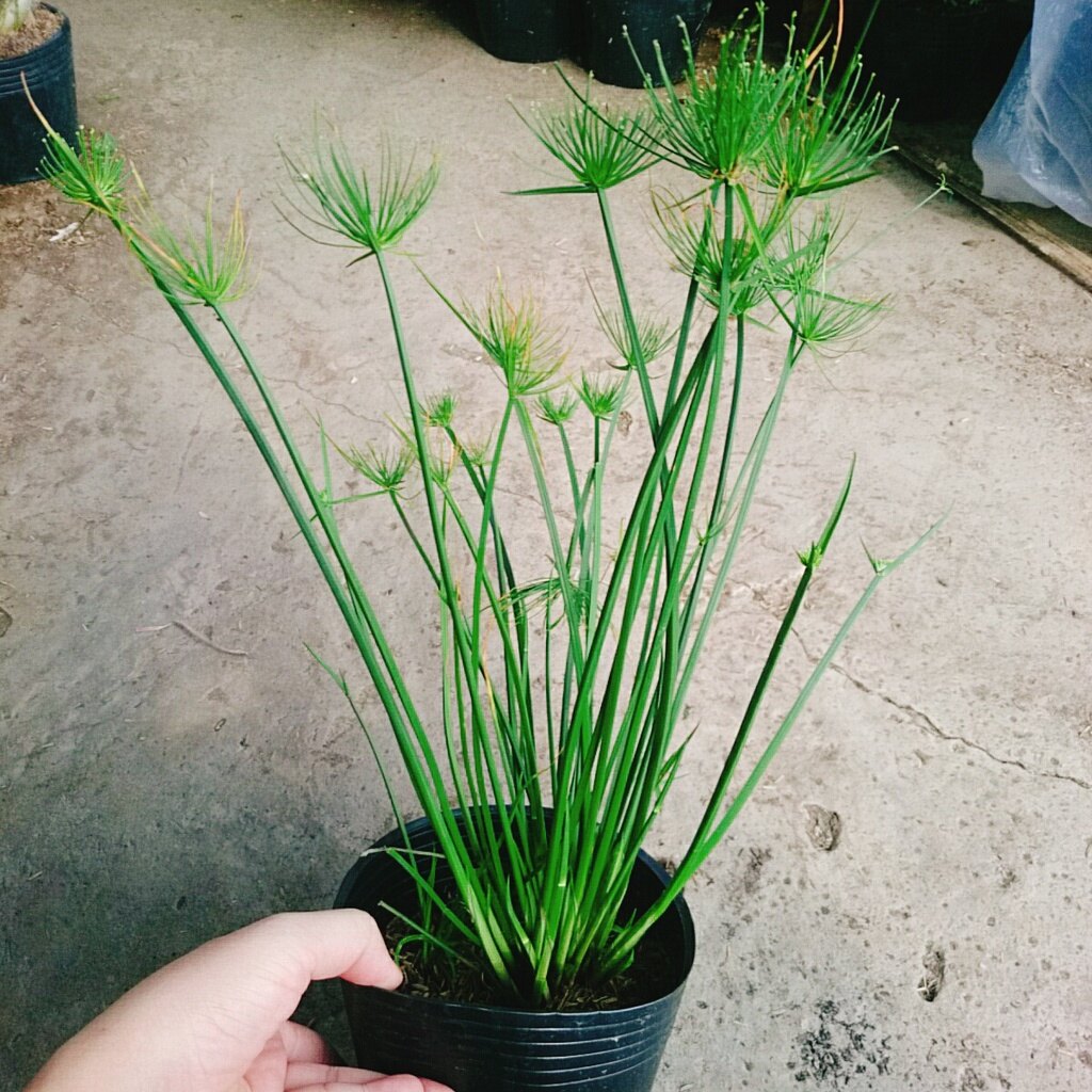 Cây Thủy Trúc Thái - cây cảnh thủy sinh