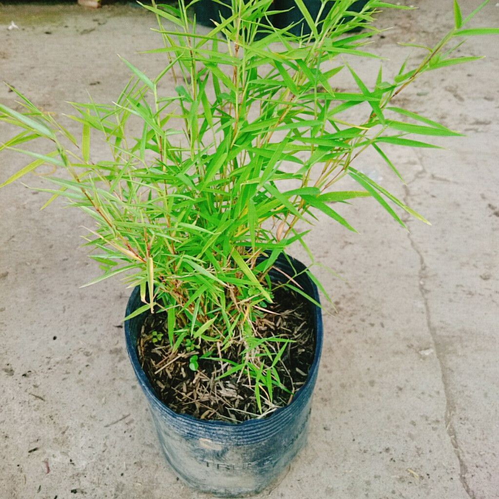 Cây Trúc Tăm - cây tiểu cảnh trang trí