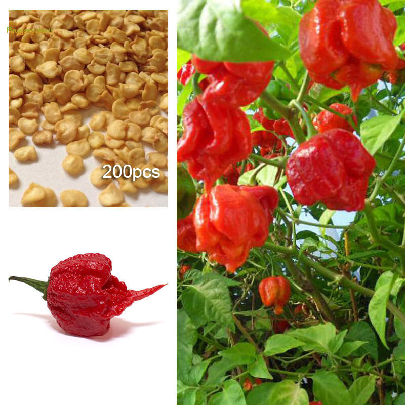 Ti-M 200 Pcs/Set Pepper Seeds Carolina Reaper Balcony Garden Farm Potted Bonsai Vegetables Plants Hottest Peppers Seed