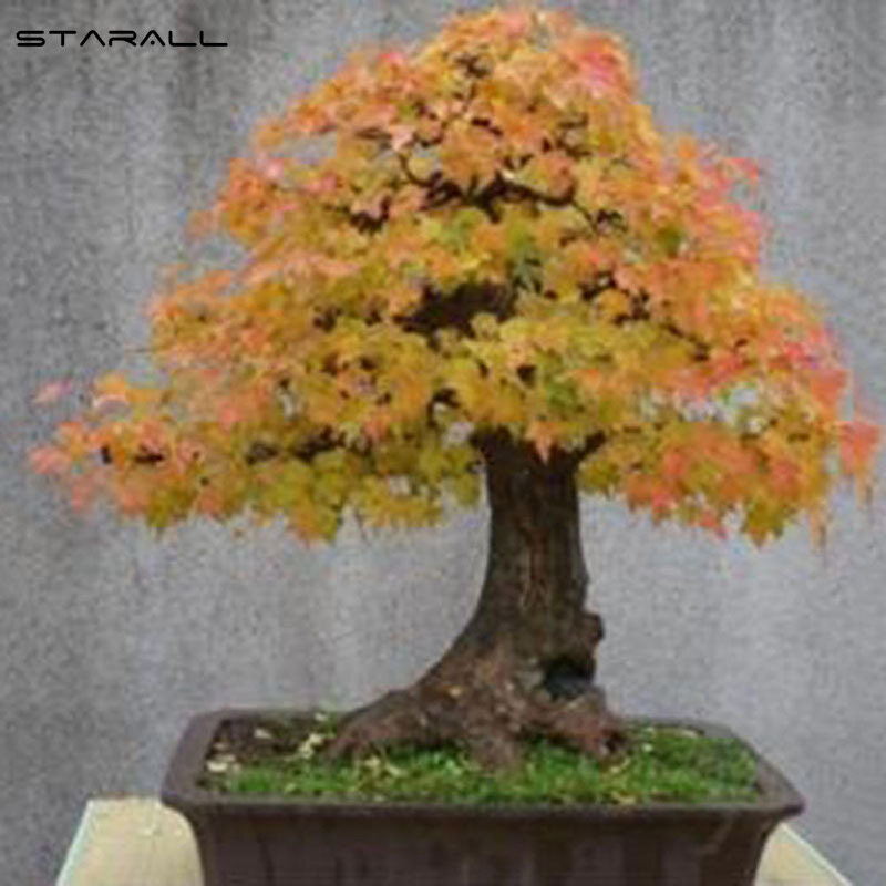 StarALL 30pcs Japanese Maple Tree Bonsai Seeds Palmatum Atropurpureum Plant Garden