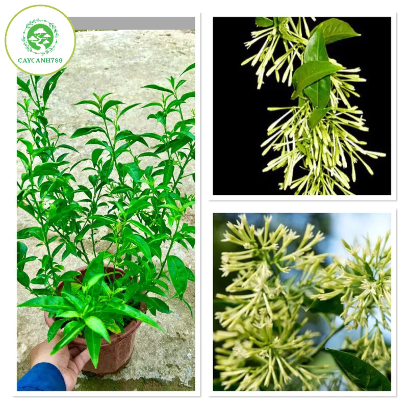 Cây dạ lý hương đang hoa thơm ngát cao 40-50cm
