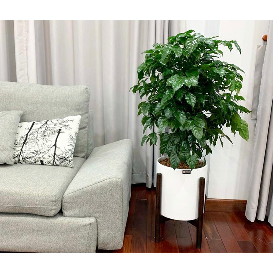 Cây hạnh phúc cao 1m1 - cây nội thất phong thuỷ