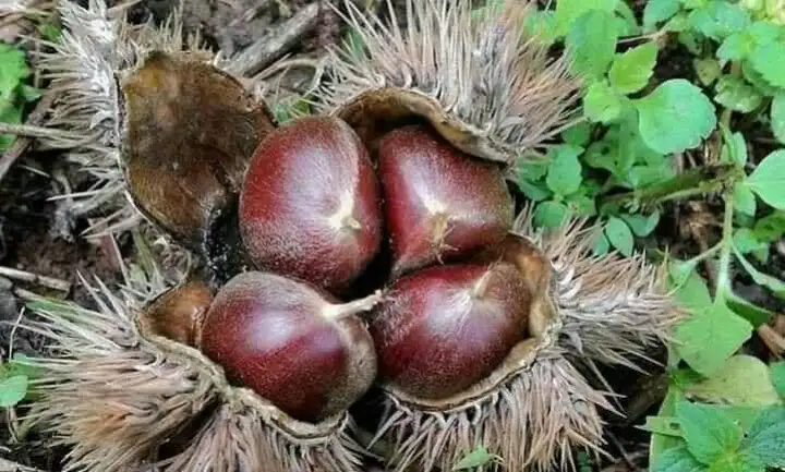 Anak Pokok Berangan 100 Hybrid Chesnut Lazada Pokok Berangan 100 Hybrid Chesnut
