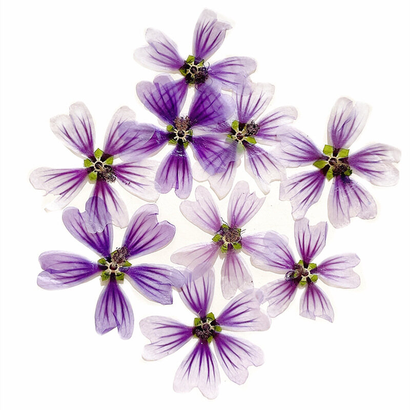 12pcs Real Dried Pressed Flower Mallow Marshmallow Dried Flowers