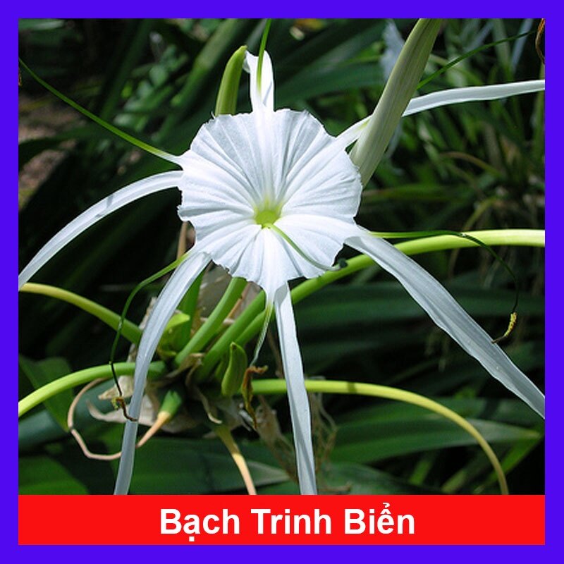 Cây Bạch Trinh Biển - cây thuỷ tiên