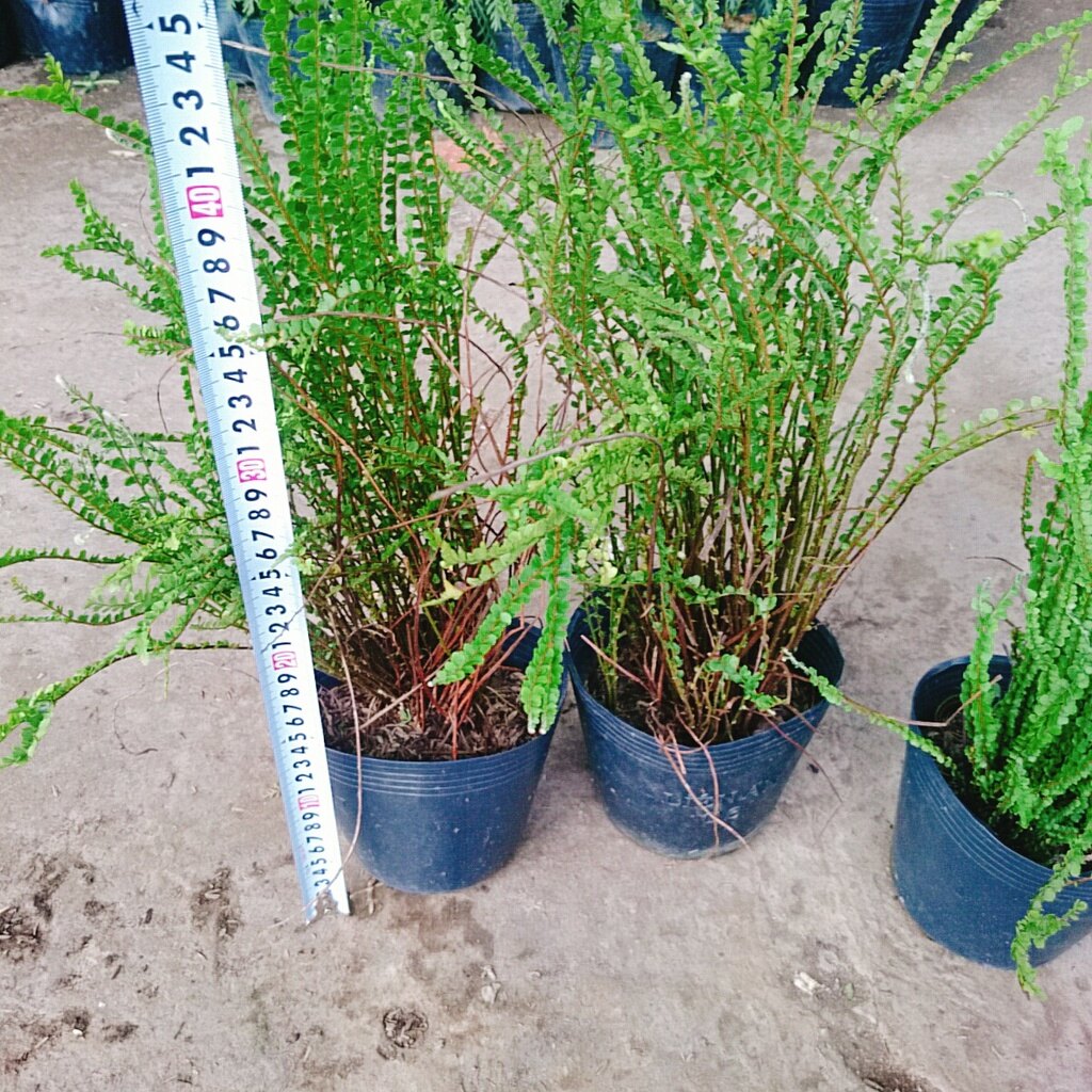 Cây Dương Xỉ Tóc Tiên - cây cảnh để bàn