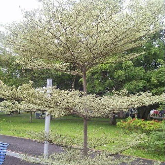 It S My Life Bucida Molineti Pokok Doa