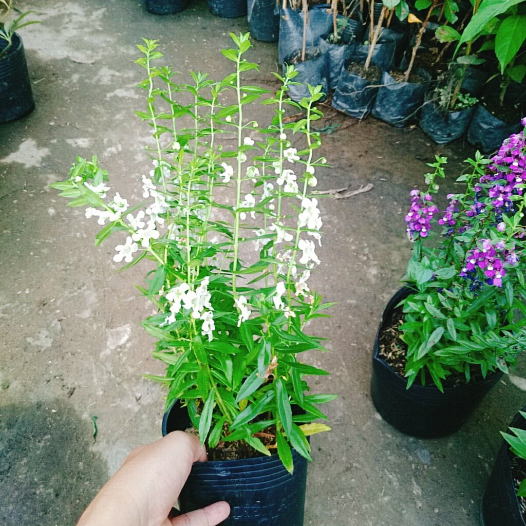 Cây Hoa Phi Yến - cây cảnh đẹp