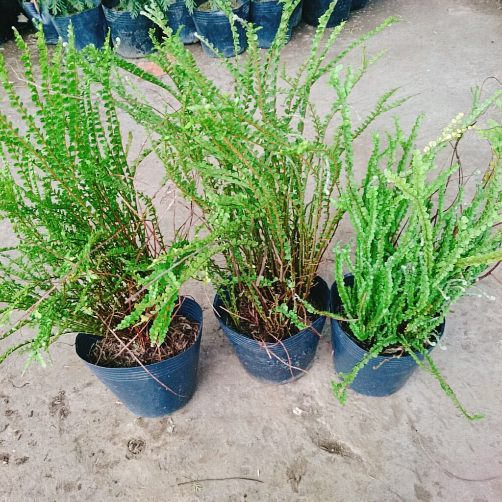 Cây Dương Xỉ Tóc Tiên - cây cảnh để bàn