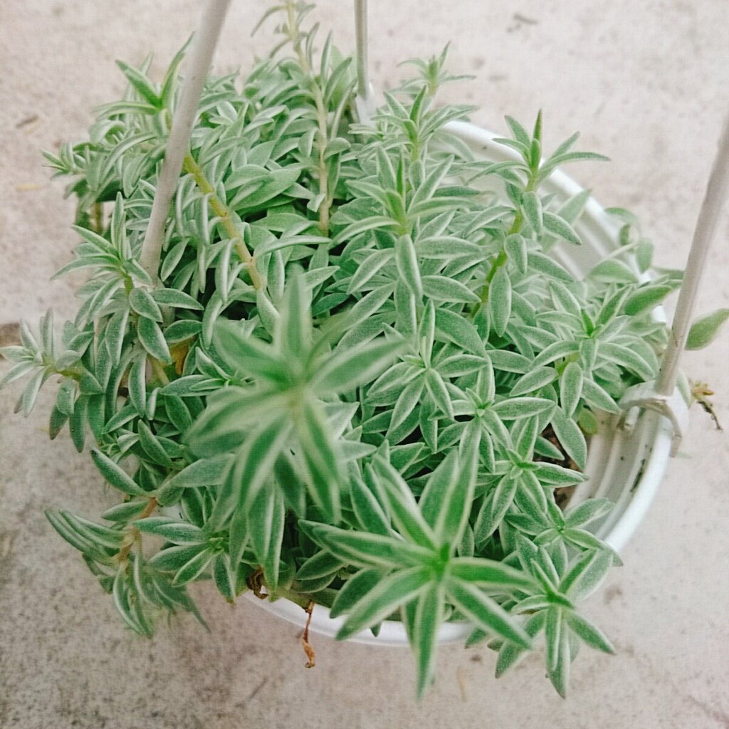 Sen Đá Sao Biển - cây cảnh trang trí