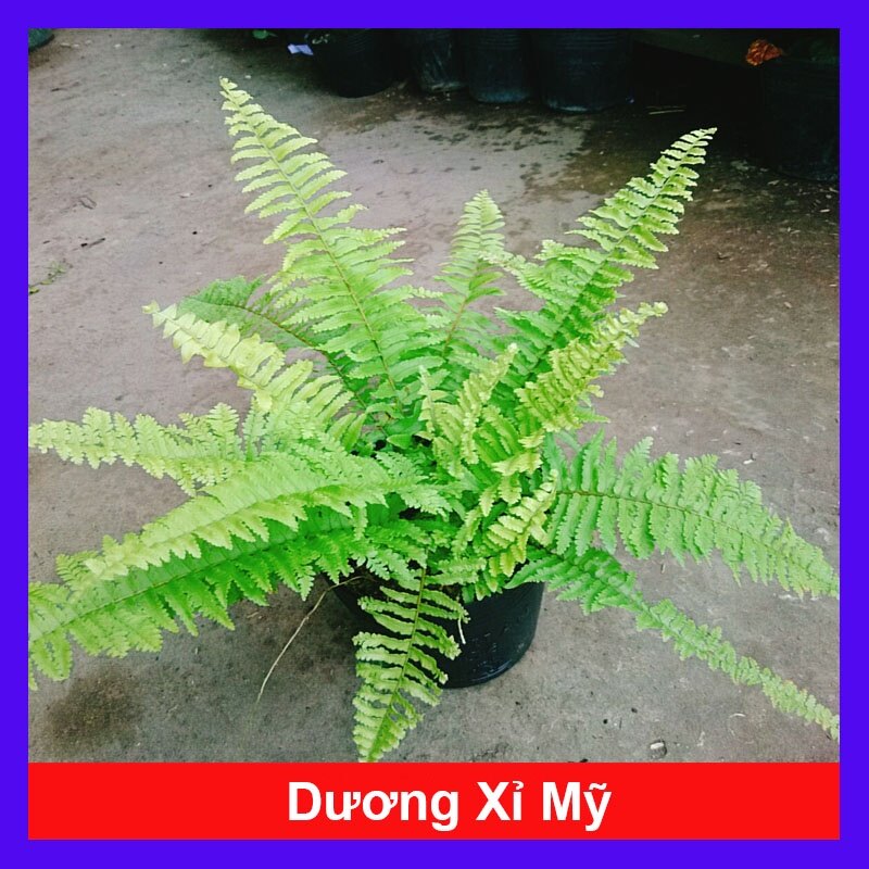 Cây Dương Xỉ Mỹ - cây cảnh để bàn