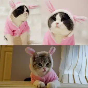 Kelinci Gaya Dengan Telinga Besar Kucing Anjing Peliharaan Mantel