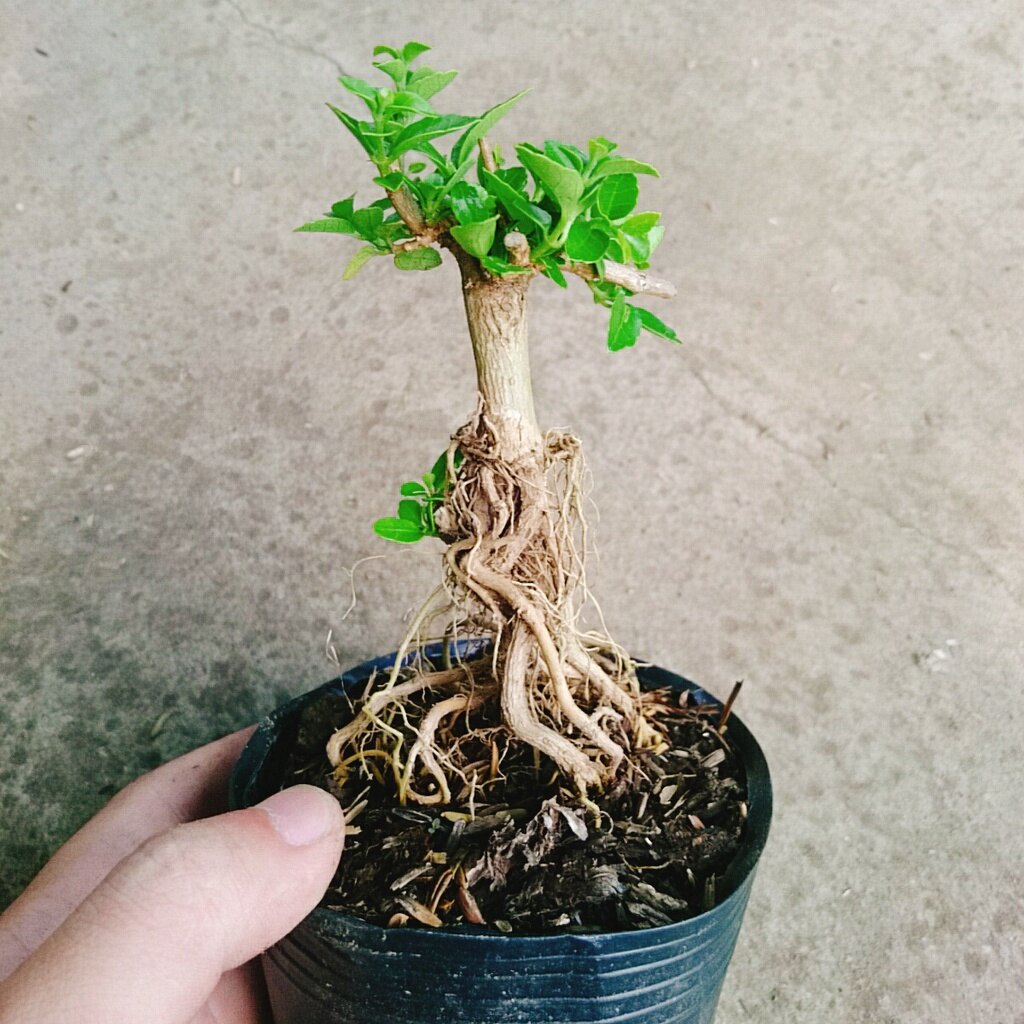 Cây Sam Hương - cây cảnh bonsai để bàn