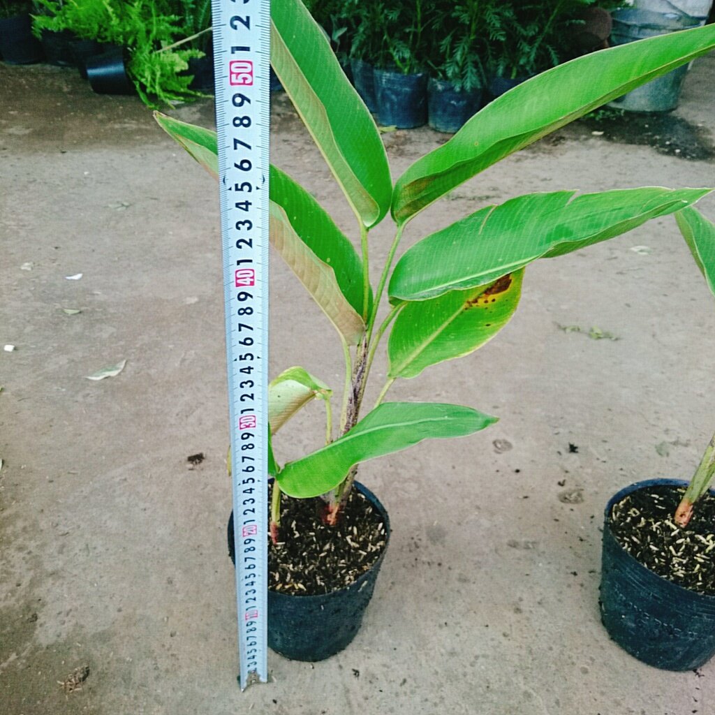 Cây Chuối Mỏ Phượng - cây cảnh trong nhà