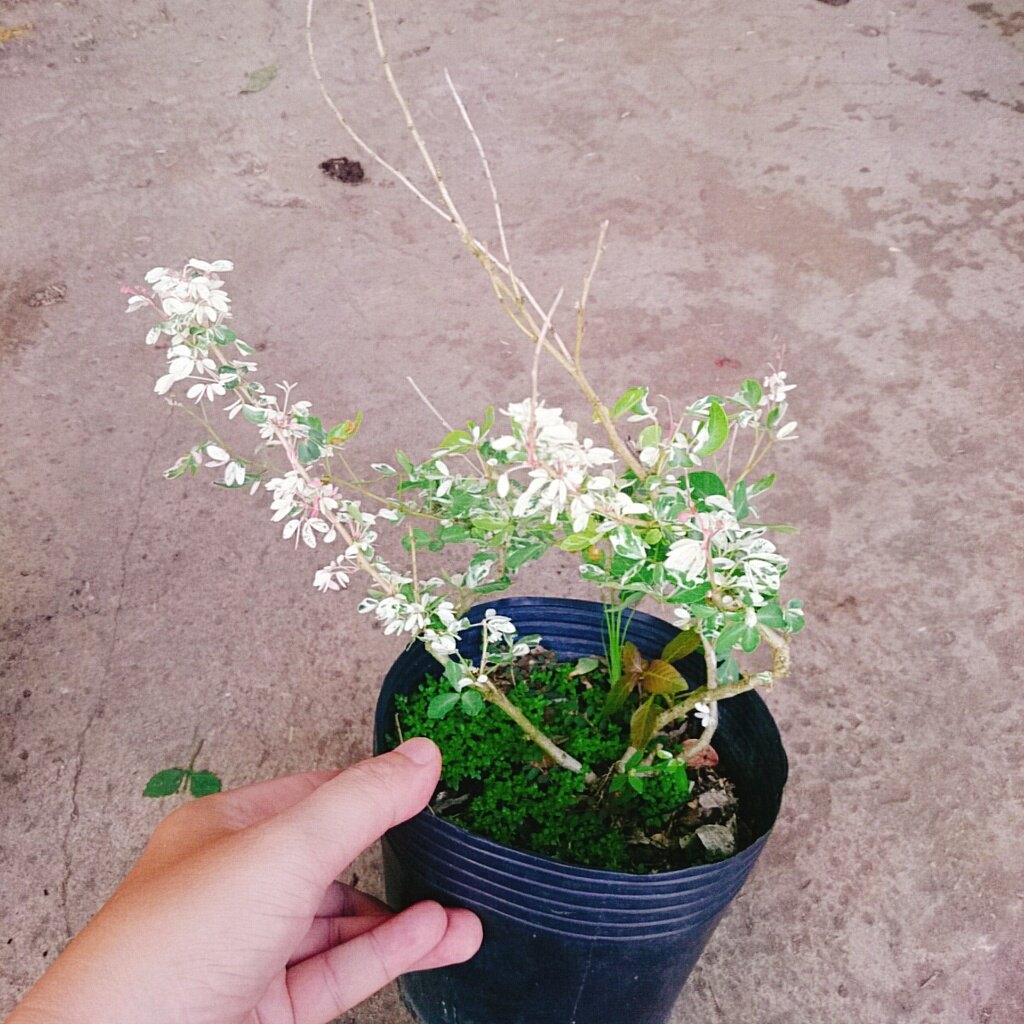Cây me bonsai cẩm thạch - cây cảnh bonsai