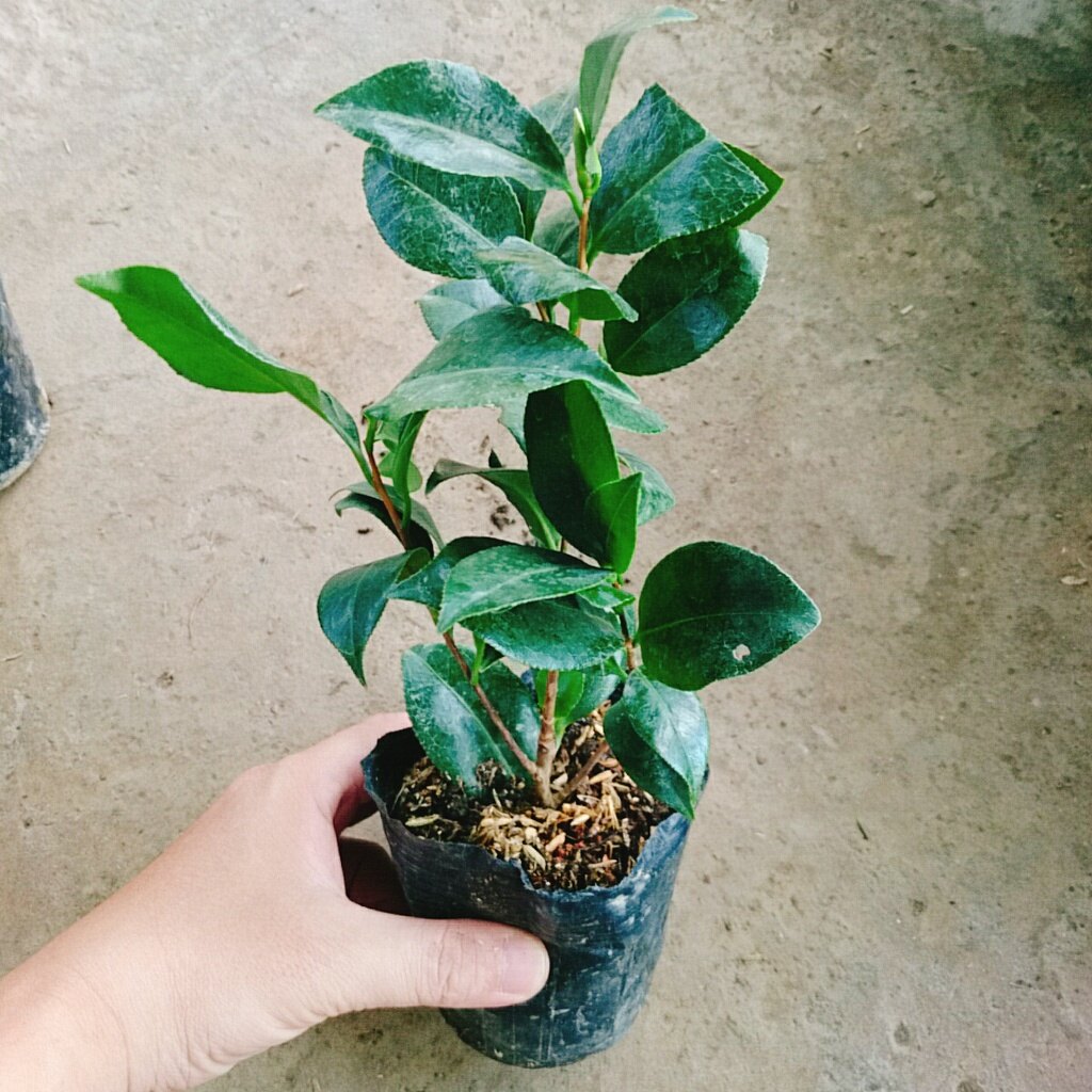 Cây Hoa Trà My (Hồng) ra hoa sau 4-5 tháng