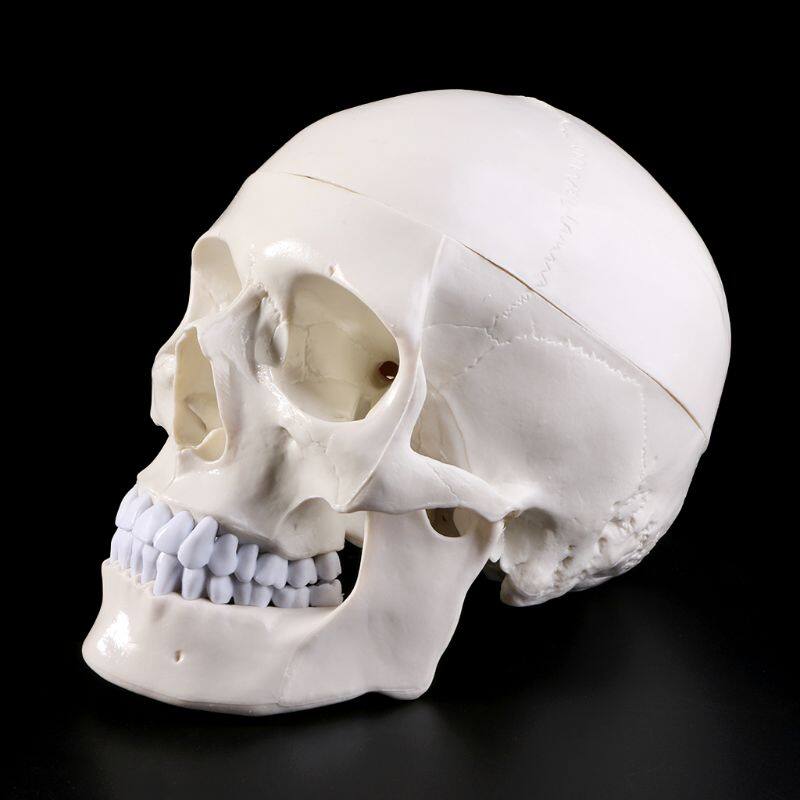 Human Anatomical Anatomy Head Skeleton Skull Teaching Model School Supplies Study Tool