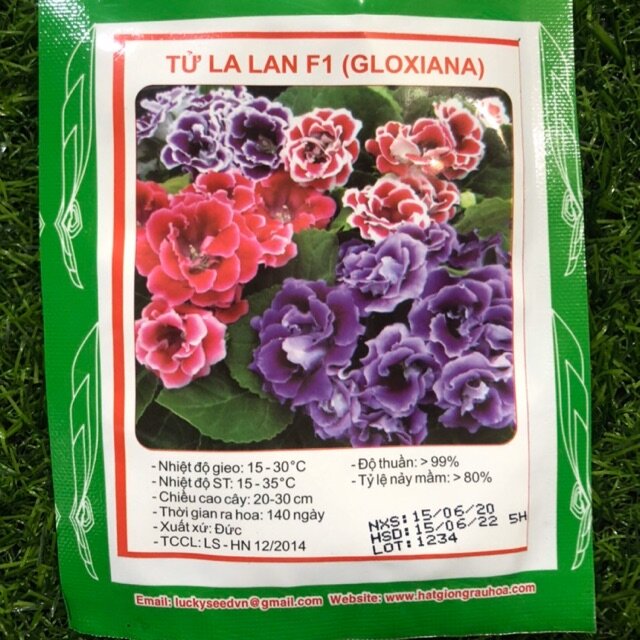HẠT GIỐNG HOA TỬ LA LAN F1 (50hạt/gói)