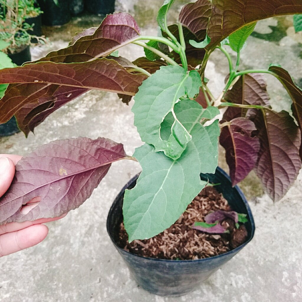 Cây Hoa Pháo Bông - cây cảnh đẹp