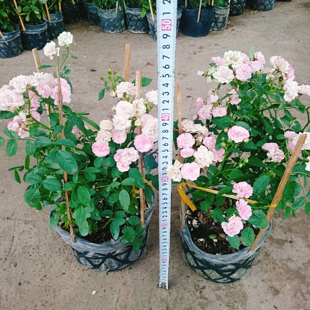 Cây Hồng Bạch Trà (giống mới) - Hồng Đông Mai