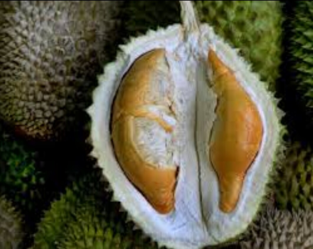 Durian d13 golden bun