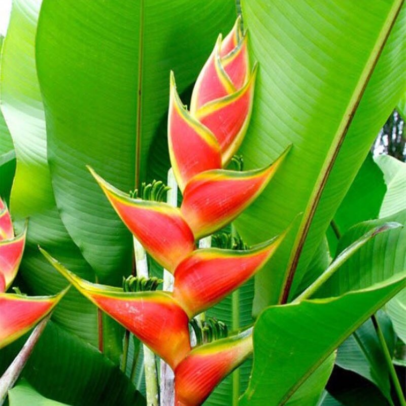 Cây Chuối Mỏ Phượng - cây cảnh trong nhà