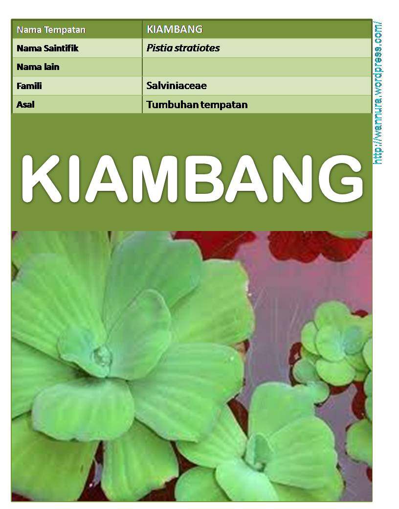 Kiambang Gergasi Lazada
