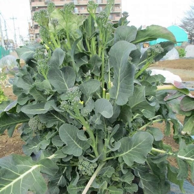 Hạt Giống Súp Lơ Baby