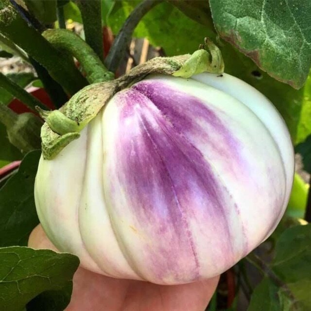 Hạt giống cà tím ý rosa violet khổng lồ 2 kg/ trái