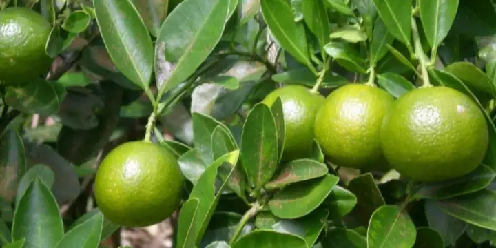 Anak Pokok Limau Nipis Siam 100% Hybrid | Lazada