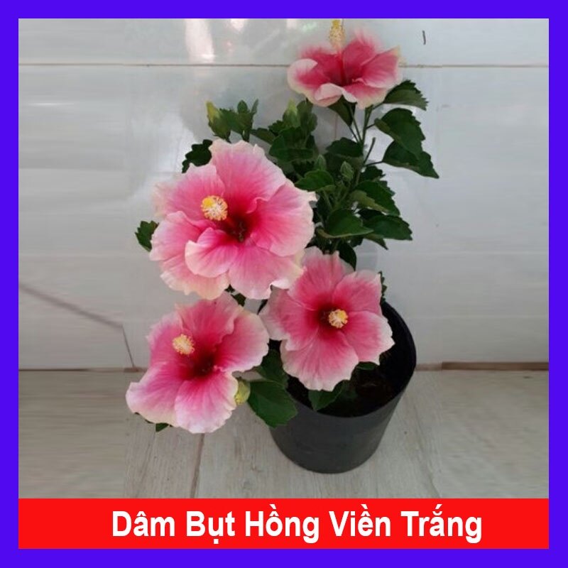Cây Hoa Dâm Bụt Hồng Viền Trắng - cây cảnh đẹp