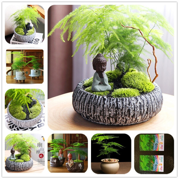 Asparagus Fern  (Asparagus Setaceus) Mini Office Plants Clean The Air Small Bamboo Bonsai Setose Asparagus Plants  Potted Plant Planting
