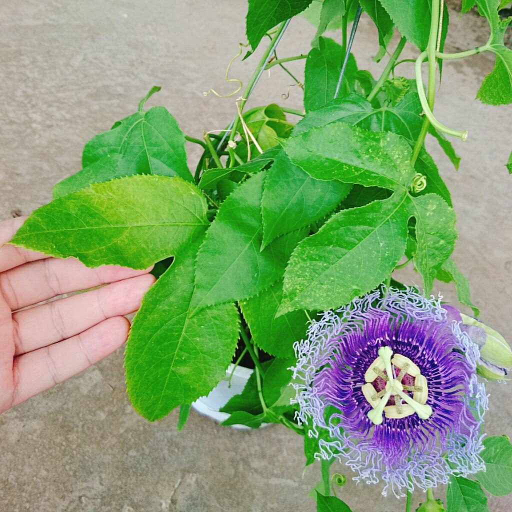 Cây Hoa Sao Biển (Tím) - cây cảnh đẹp