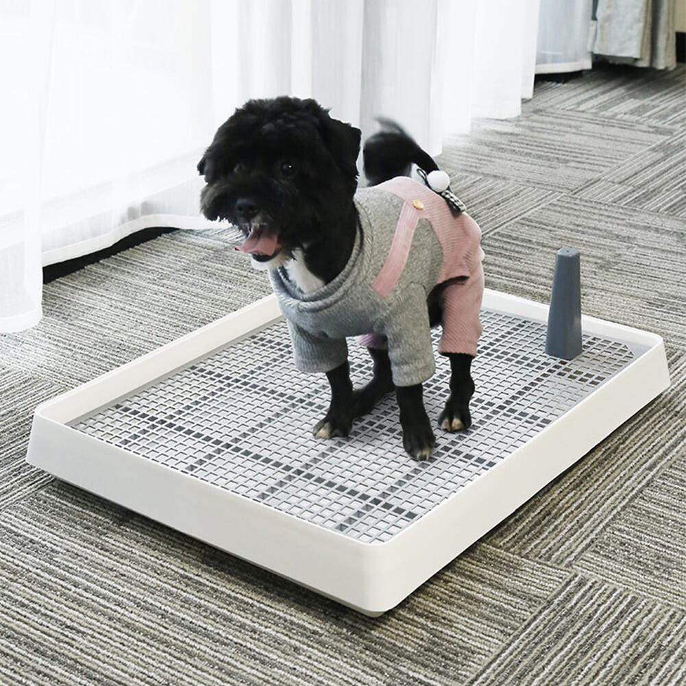 Can Dogs Be Litter Box Trained