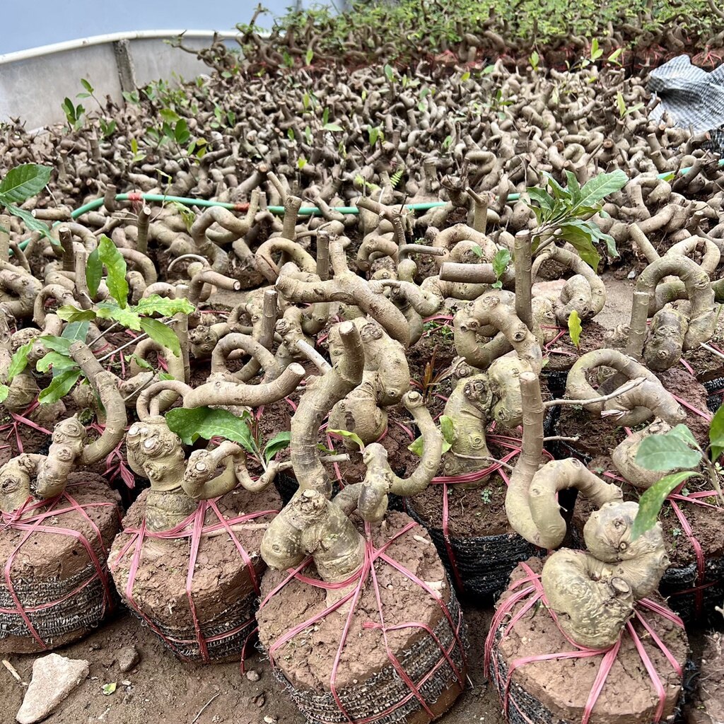 Cây lộc vừng phôi bonsai.