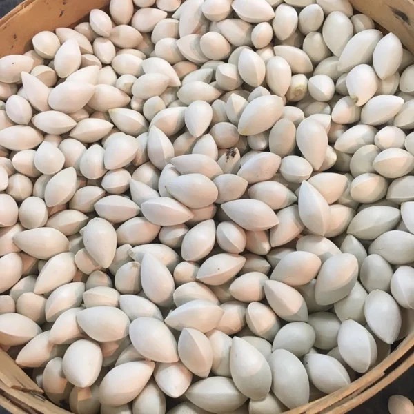 10 hạt cây ngân hạnh cây bạch quả