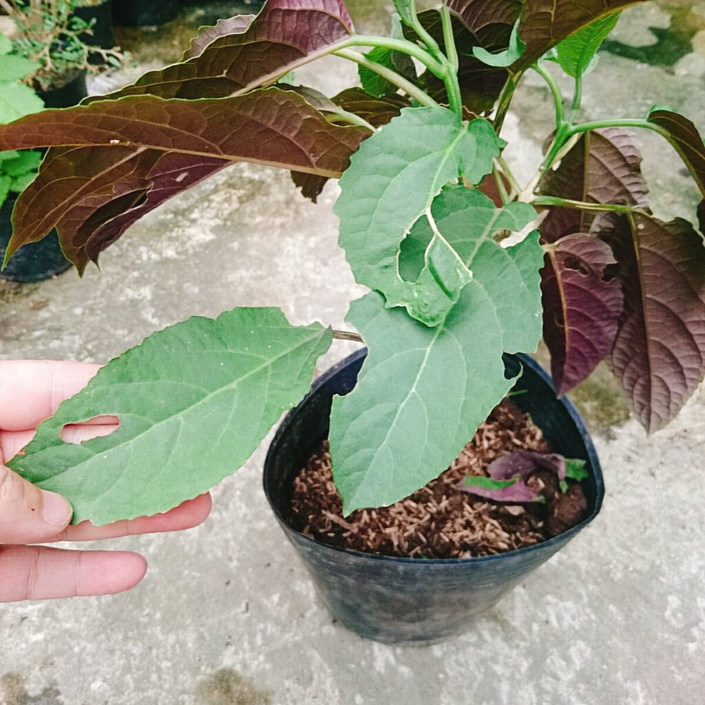 Cây Hoa Pháo Bông - cây cảnh đẹp