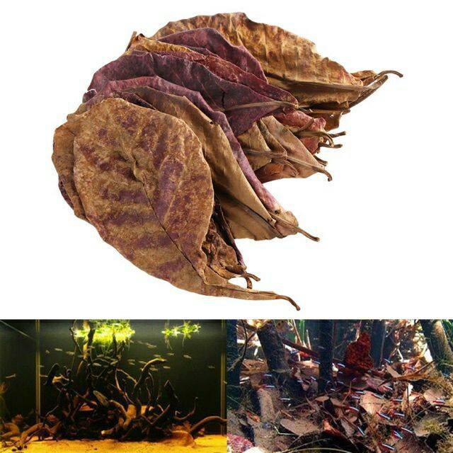 1kg lá bàng