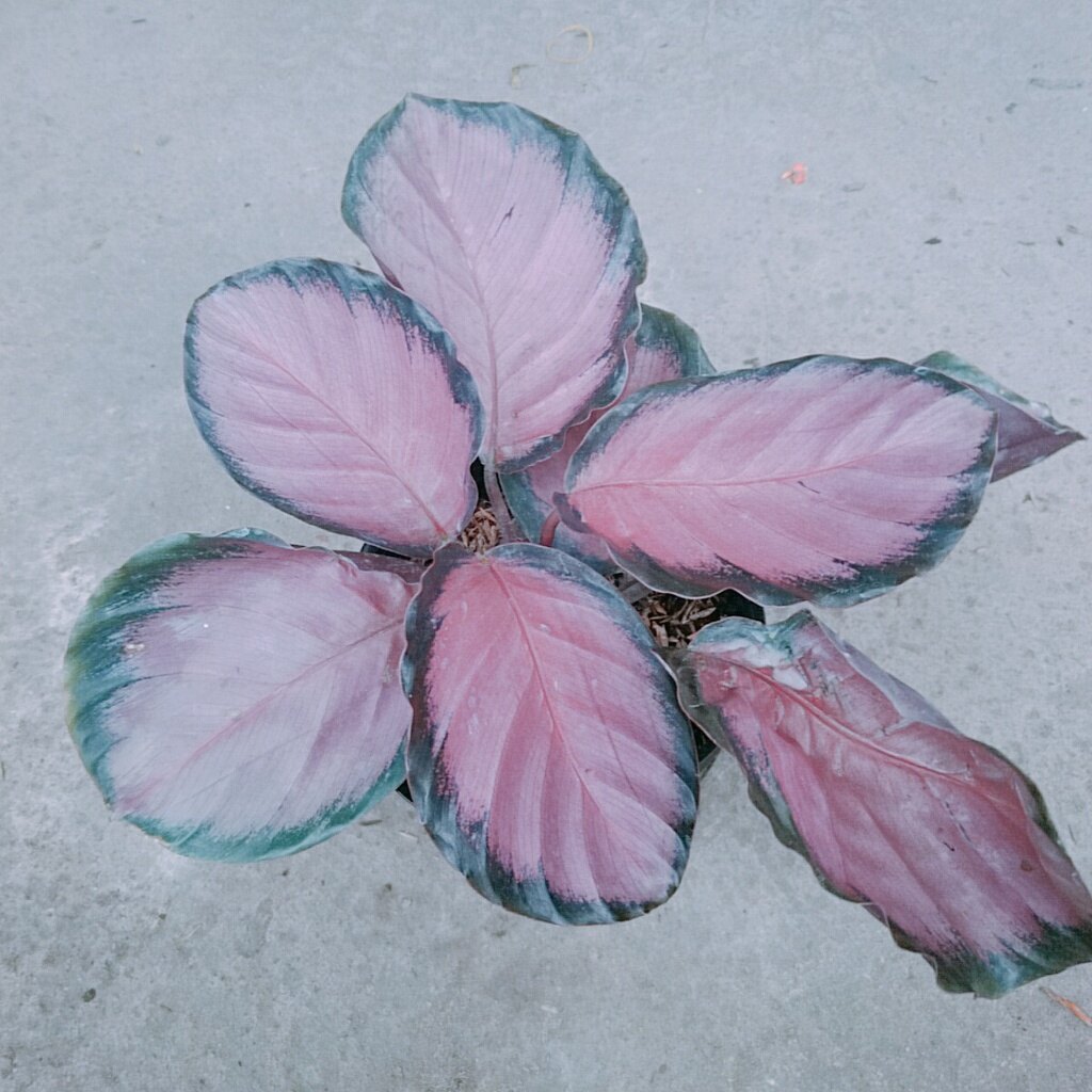 Cây Đuôi Công Hồng - cây cảnh để bàn