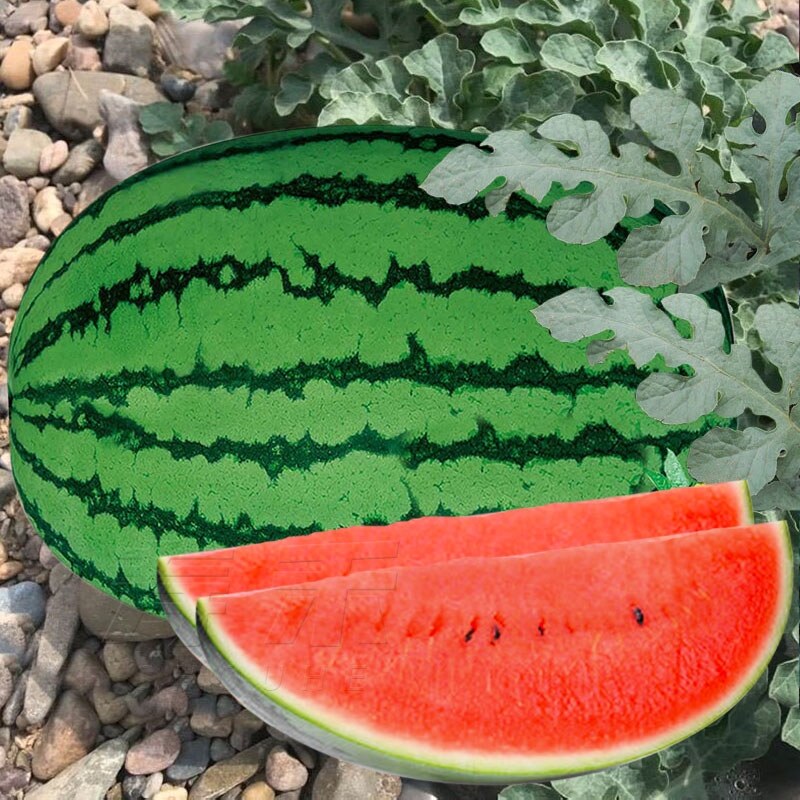 Lazy Han melon king extra large giant watermelon seeds big southern