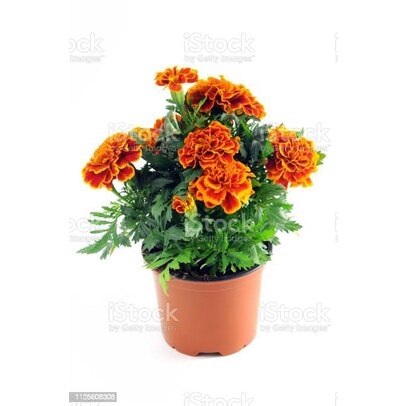 Hạt giống hoa cúc vạn thọ pháp ban mai