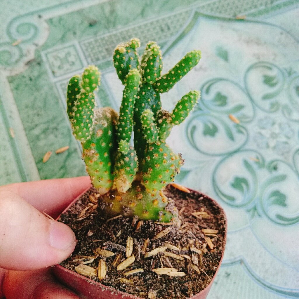 Xương Rồng  Thỏ - cây cảnh mini