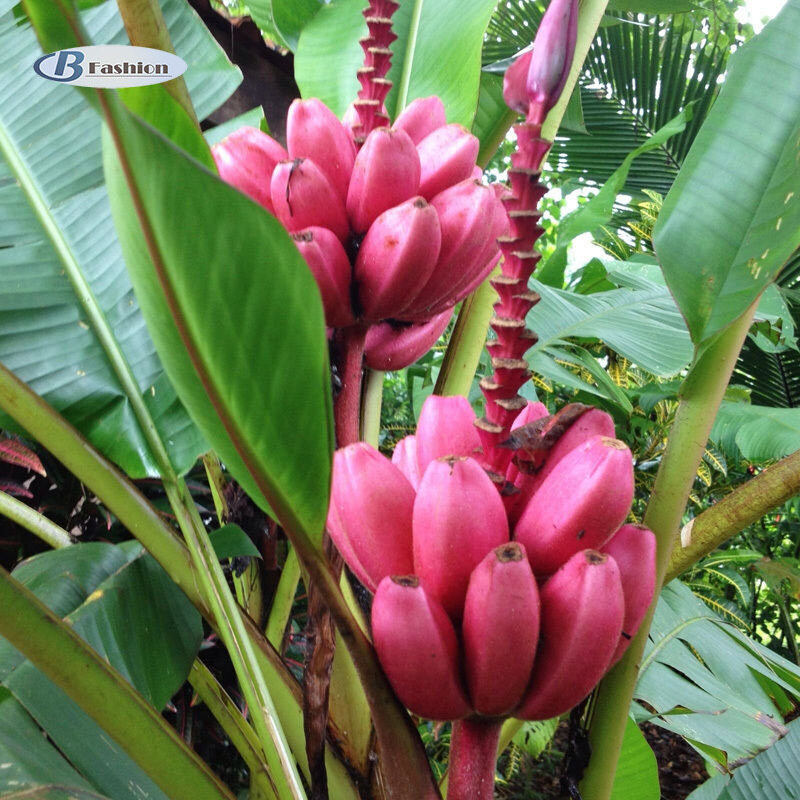B-F 20Pcs Rare Musa Velutina Seeds Pink Banana Seeds Fruit Tree Seed