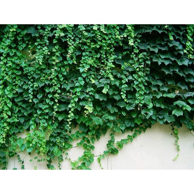 Hạt Giống Dây Thường Xuân (5-10 Hạt)