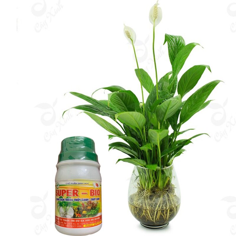Dung dịch thủy canh super bio cho cây thủy sinh, thủy canh để bàn lọ 100ml
