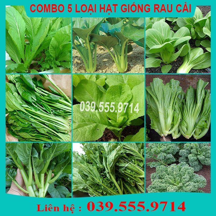 Combo 5 Loại Hạt Giống Rau Cải Khác Nhau- Rau dễ trồng dễ chăm sóc