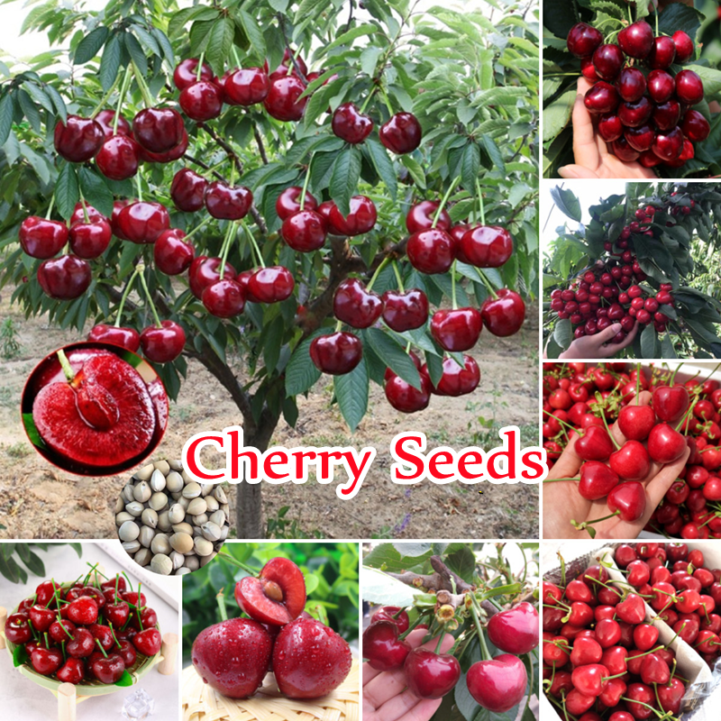 [Fast Grow] Malaysia Ready Stock 30Pcs Cherry Seeds Benih Pokok Buah
