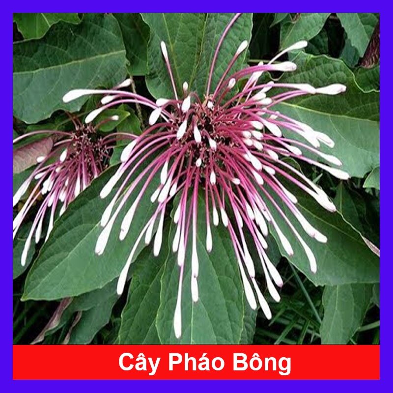 Cây Hoa Pháo Bông - cây cảnh đẹp