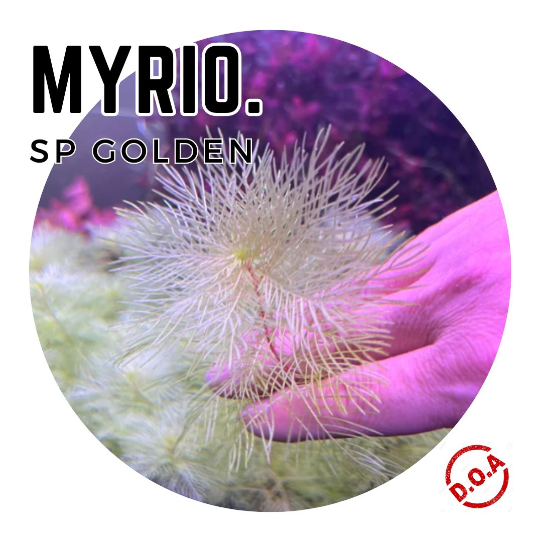 [Aquatic Plant] Aquarium Aquascaping Stem Plants Myriophyllum Myrio ...