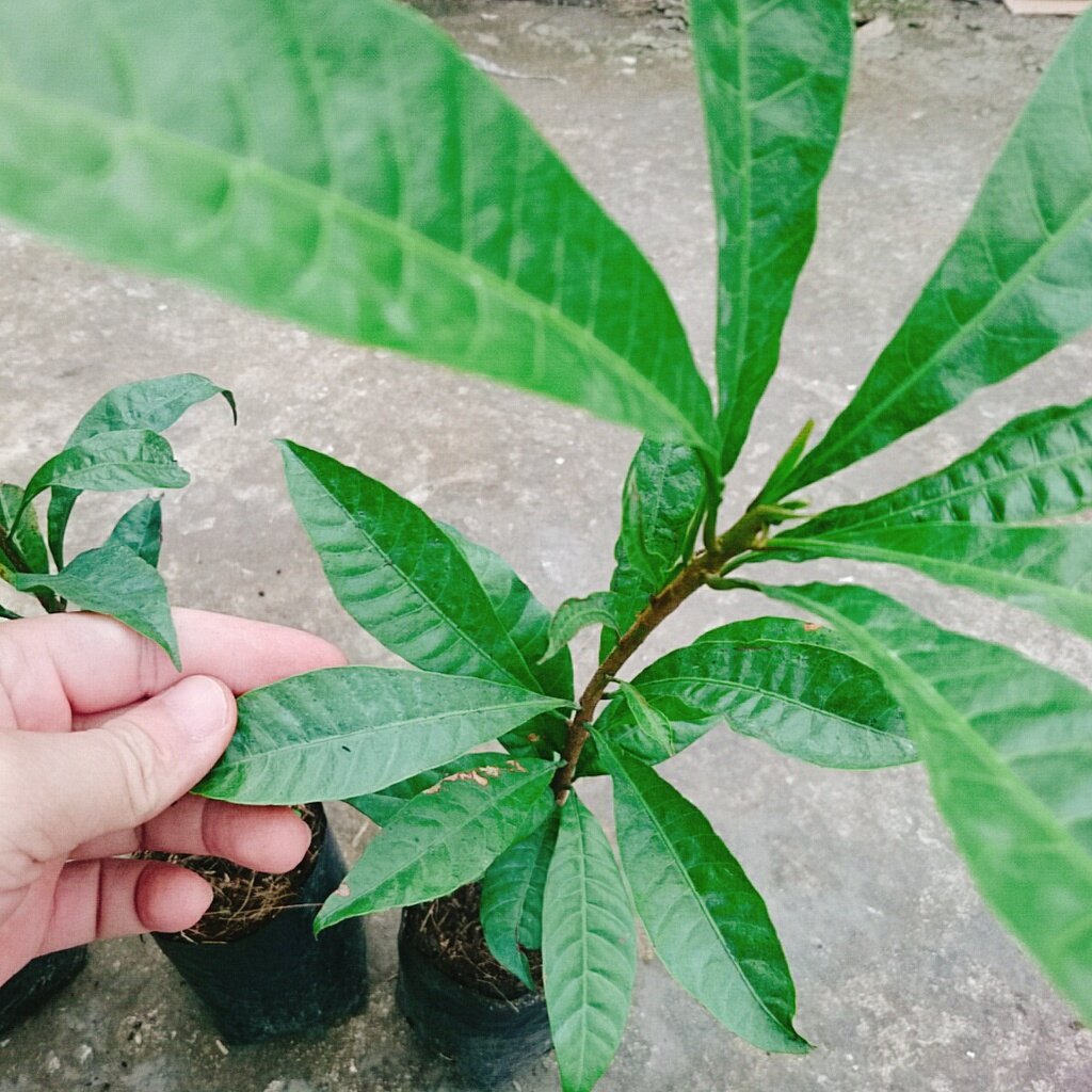 Cây lekima (cây Trứng Gà) - cây ăn quả